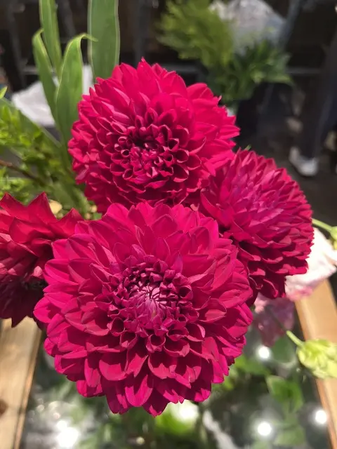 趣味を通じての画像_1