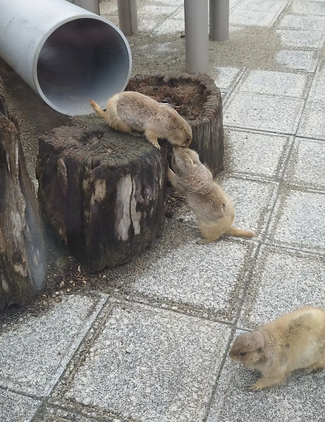 プレーリードッグ