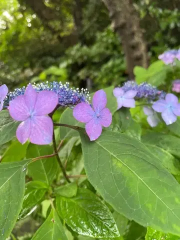 リアルタイムでお伝えする、鎌倉長谷寺あじの画像_12