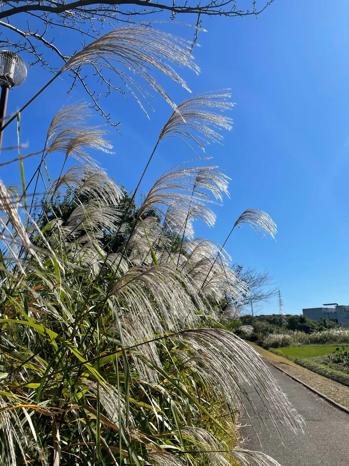 オンラインマラソンに参加です！の画像_4