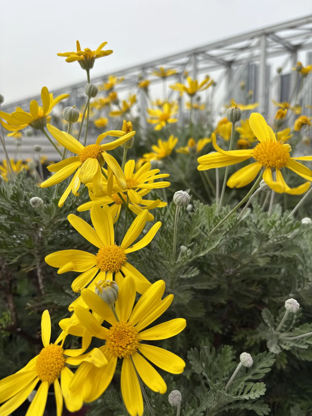 GUプチプラコーデで春ランチ@天王洲アイの画像_16