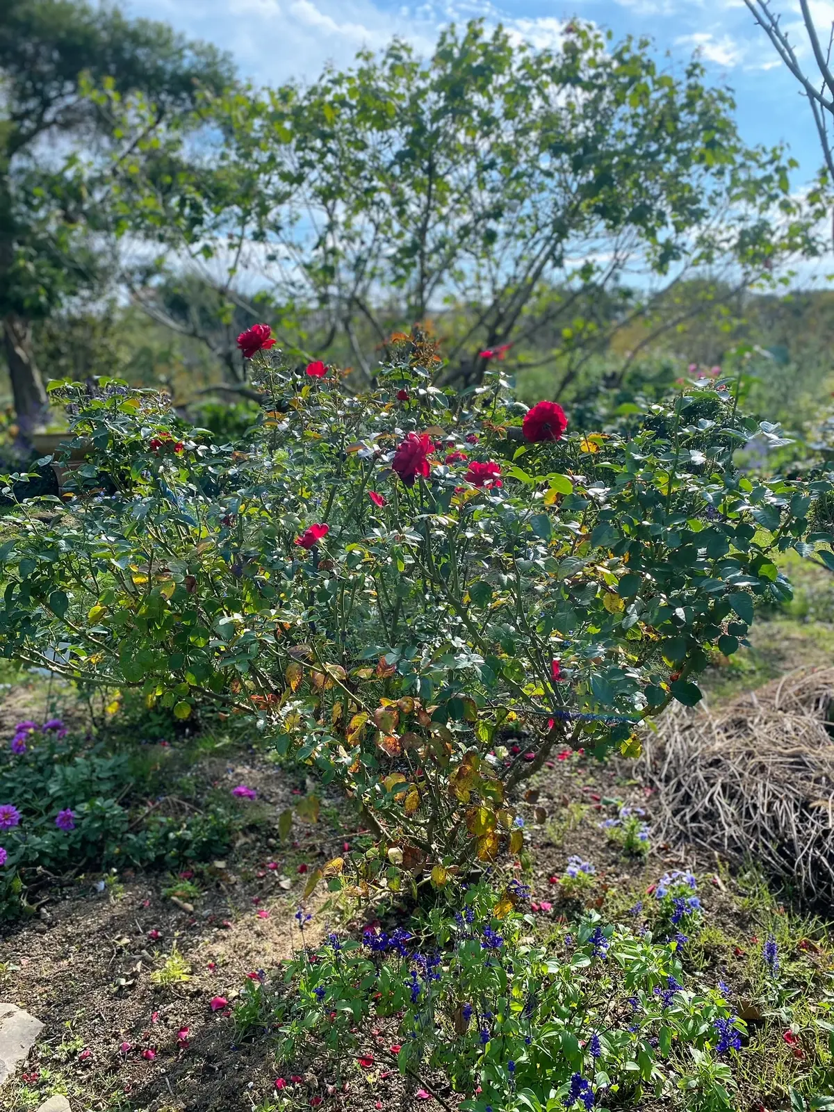 九州旅行　〜別府・美しい大神ファーム〜の画像_9