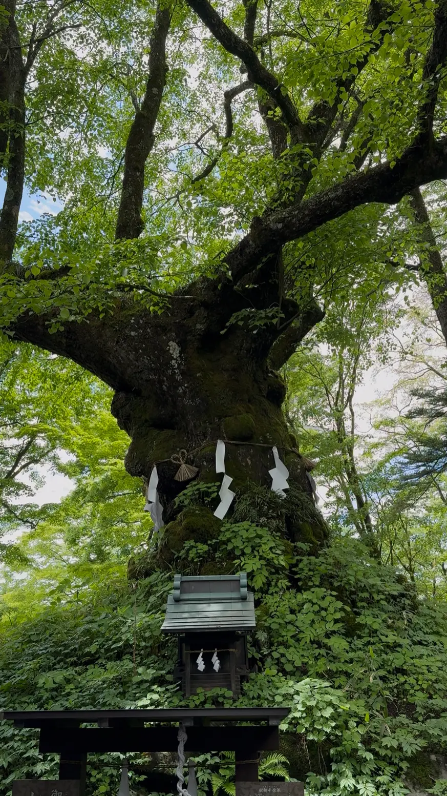 番外編♪軽井沢散策の画像_11