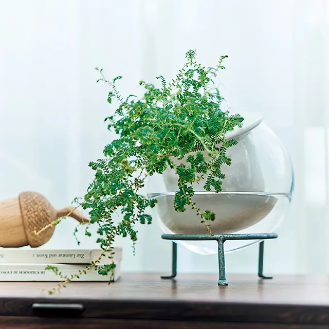 小さなグリーン