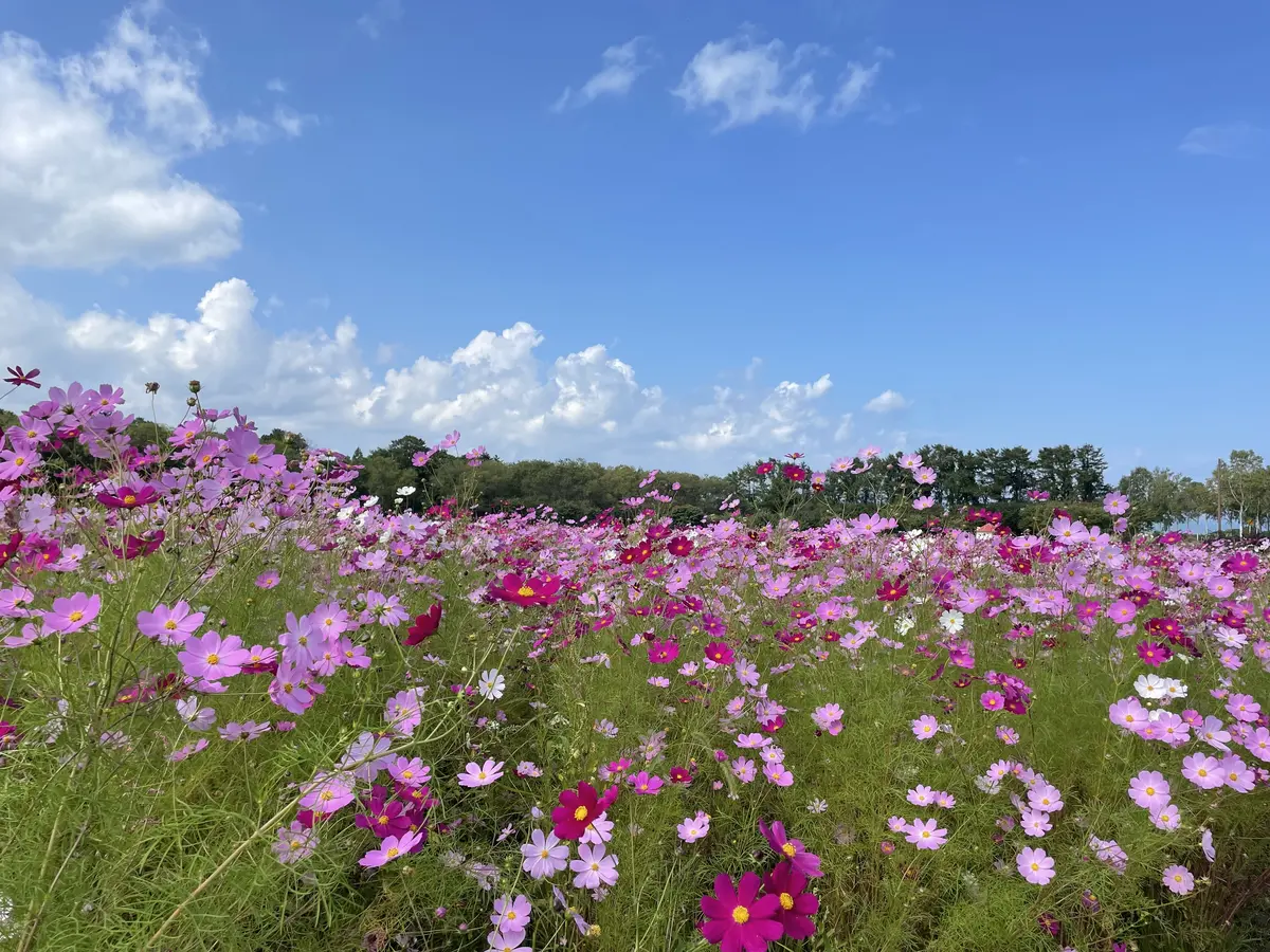 ああああ〜。函館は〜今日も晴れだった〜。の画像_1