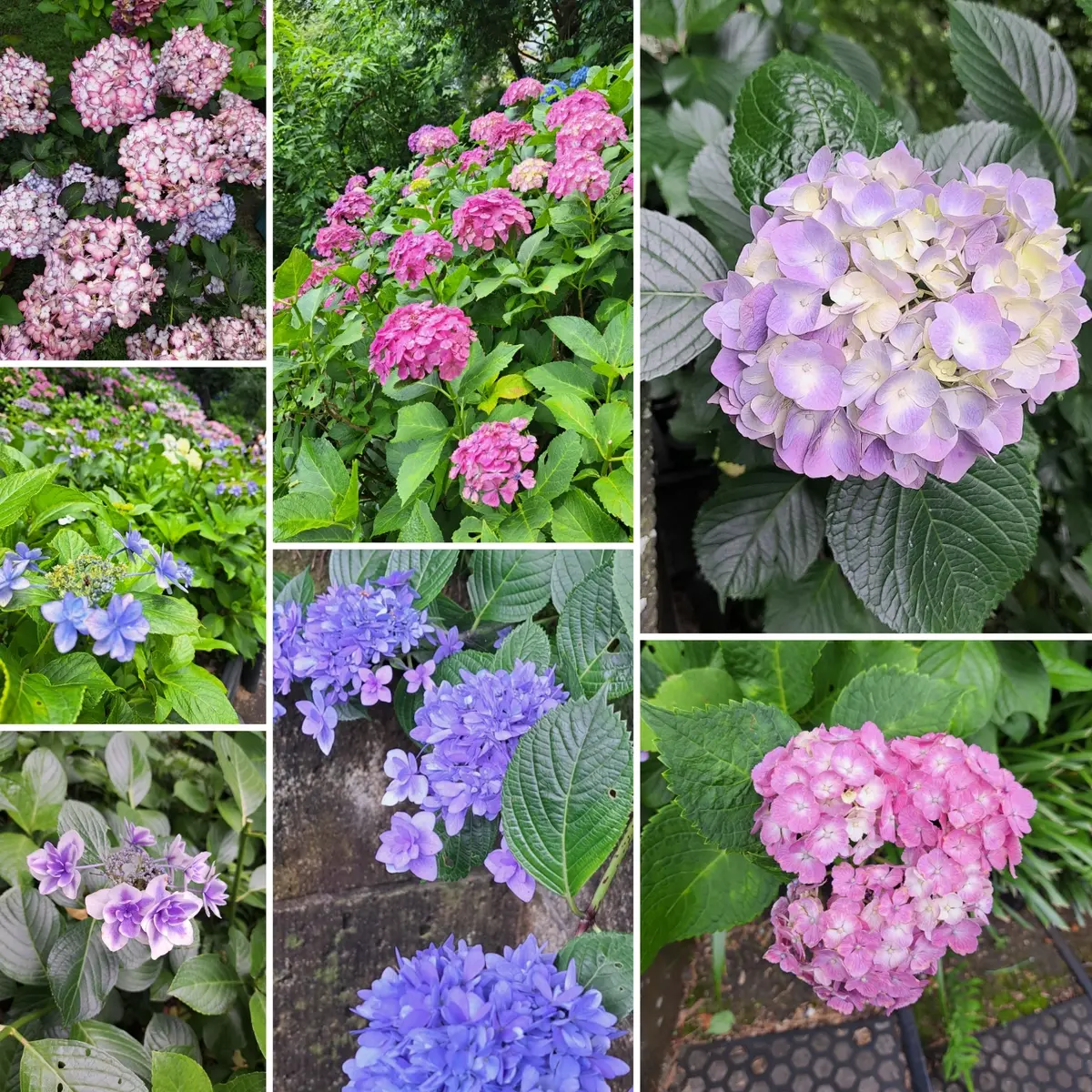 久しぶりの鎌倉 紫陽花鑑賞はお気に入りのの画像_5