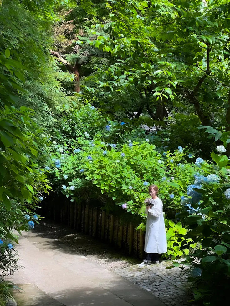 【鎌倉 明月院】キラッキラなあじさいが見の画像_7