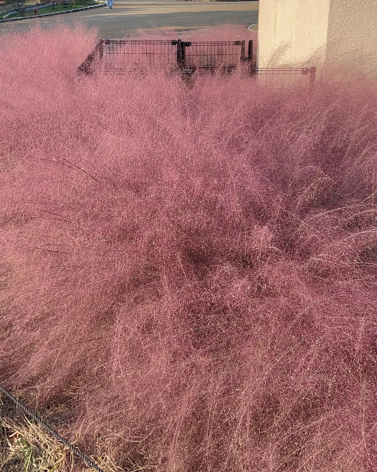 秋空とコスモスの丘✨の画像_6