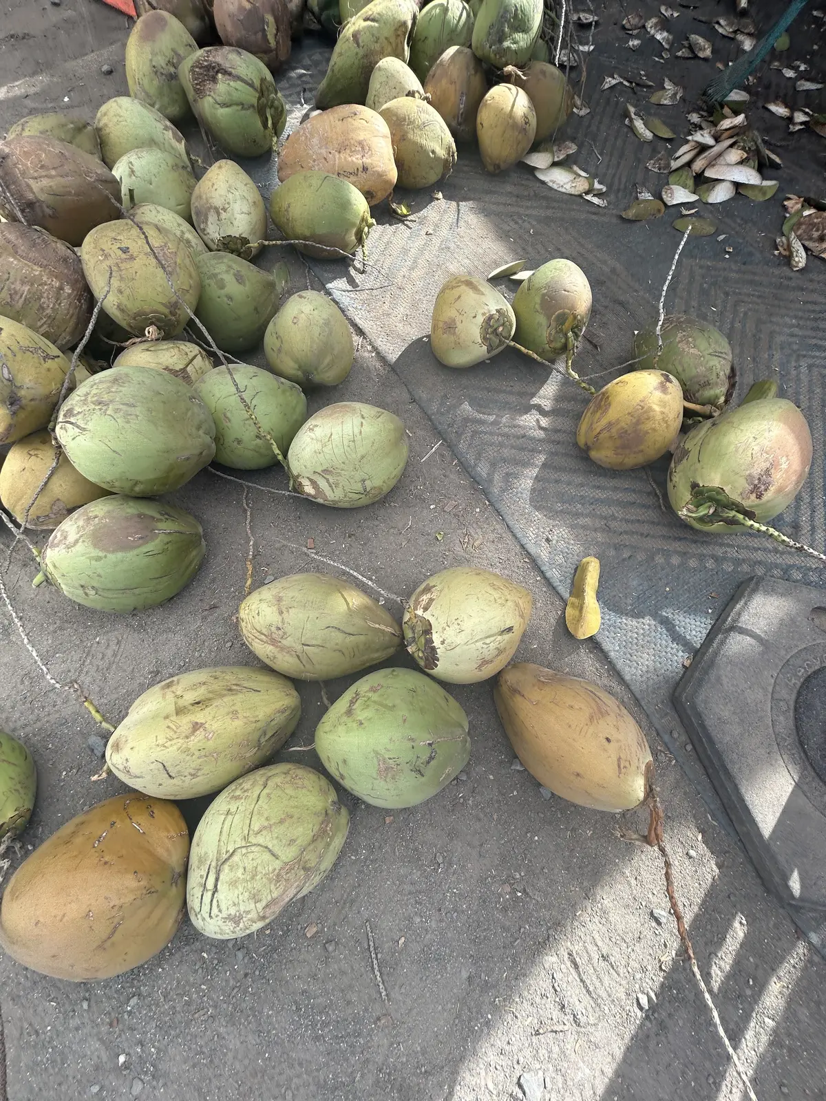 サマーバケーション in Hawaii の画像_11