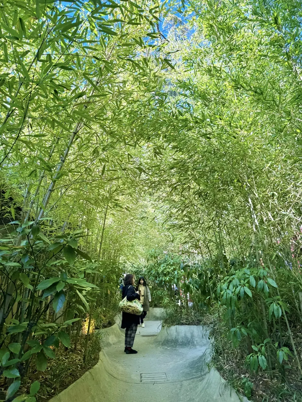 来宮神社 楠への小路
