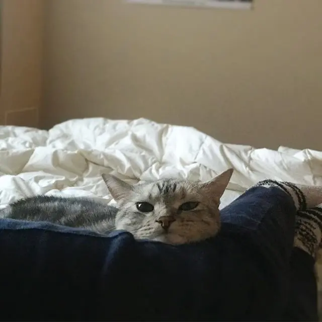 あごのせアラン