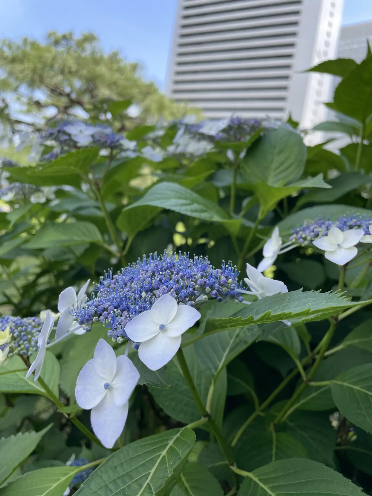 大人こそボブ！アラフィフに似合うボブスタの画像_8