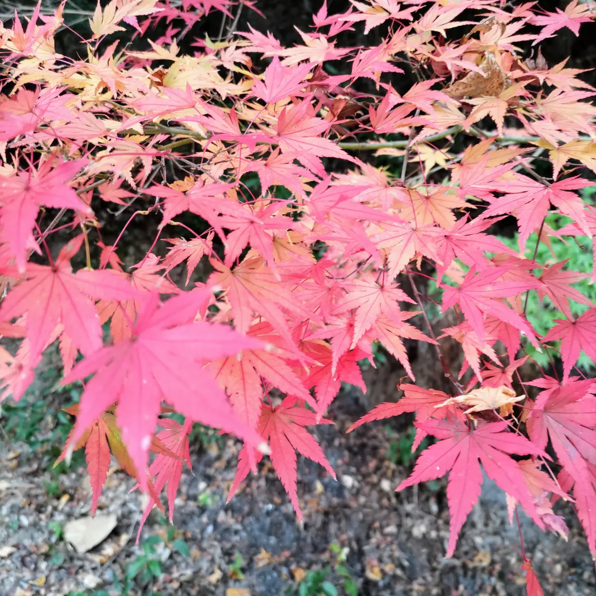 『紅葉とワッフル』の画像_4