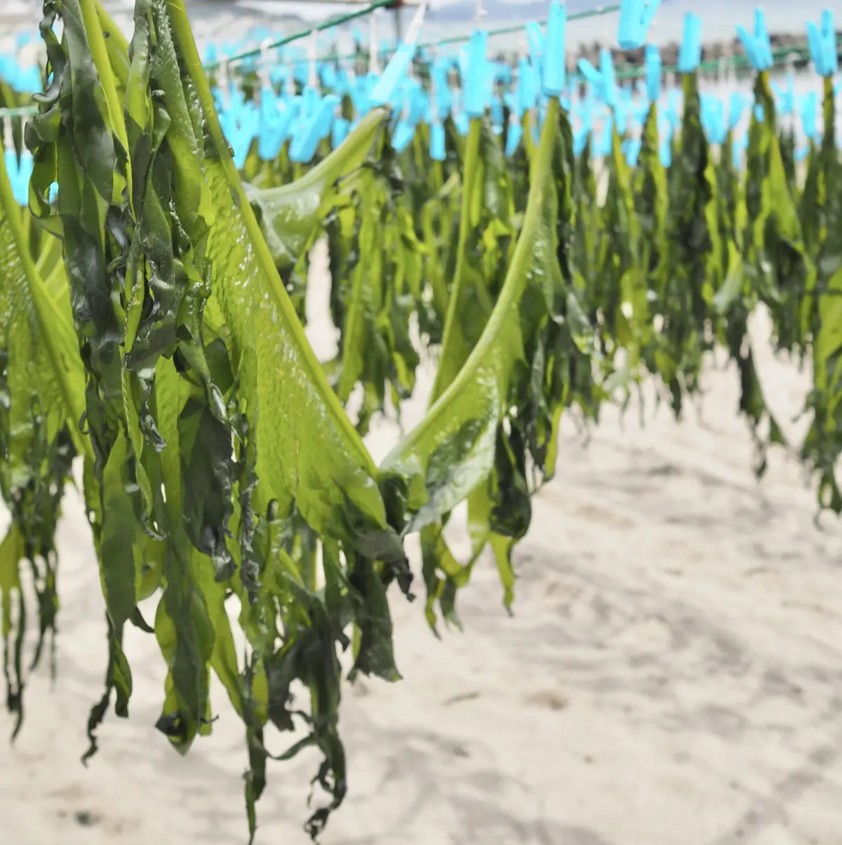 鎌倉、海の近く。桜と浜辺とパン屋さんへ朝の画像_11