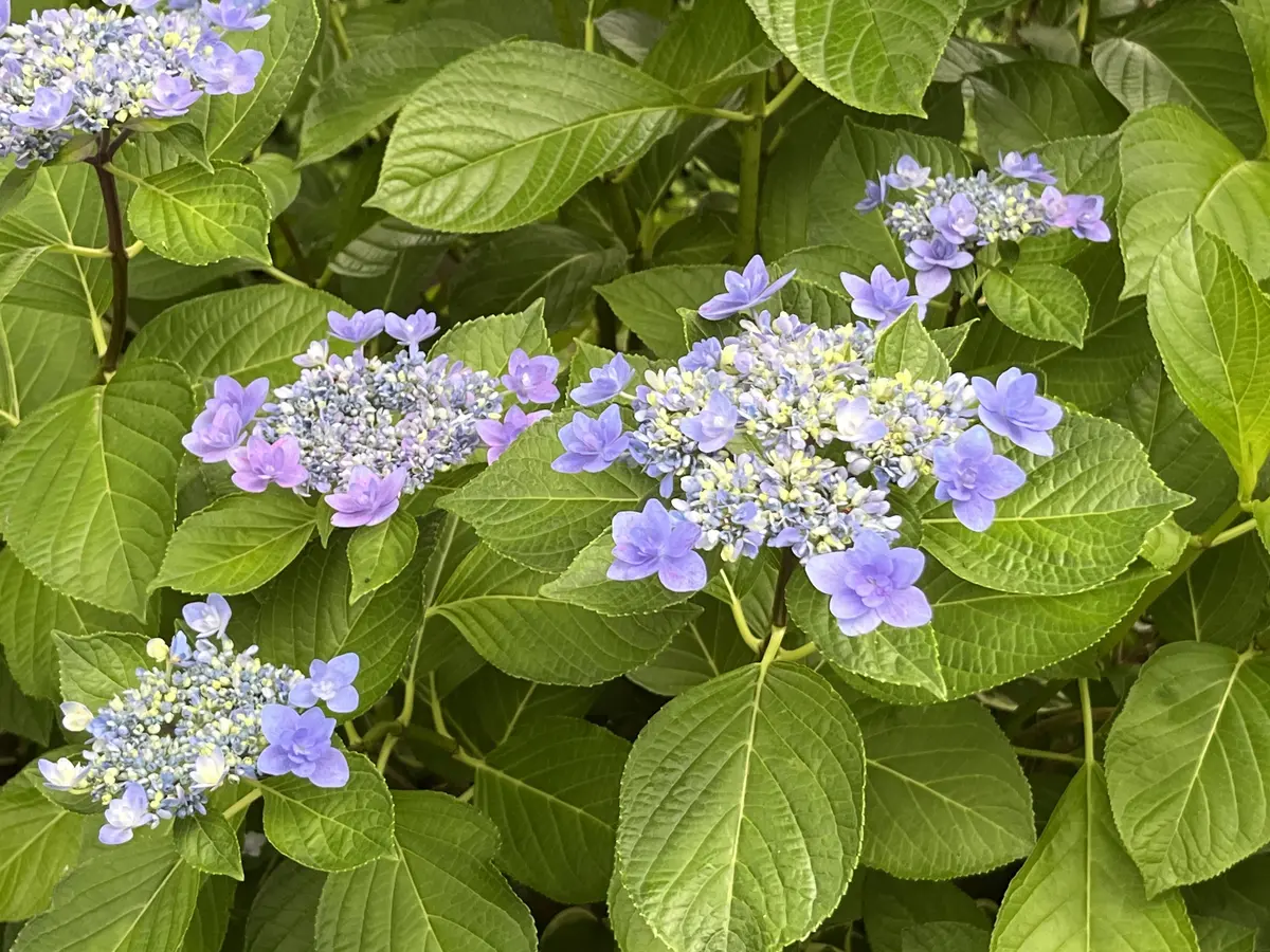 ６月の楽しみの画像_3