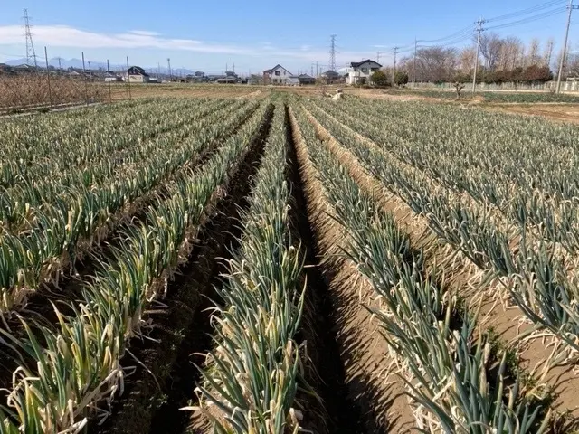 Pepperくんに癒されて♡念願のアフタの画像_1