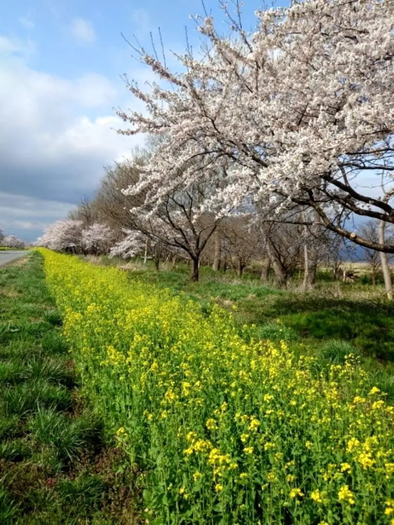 菜の花ロード③