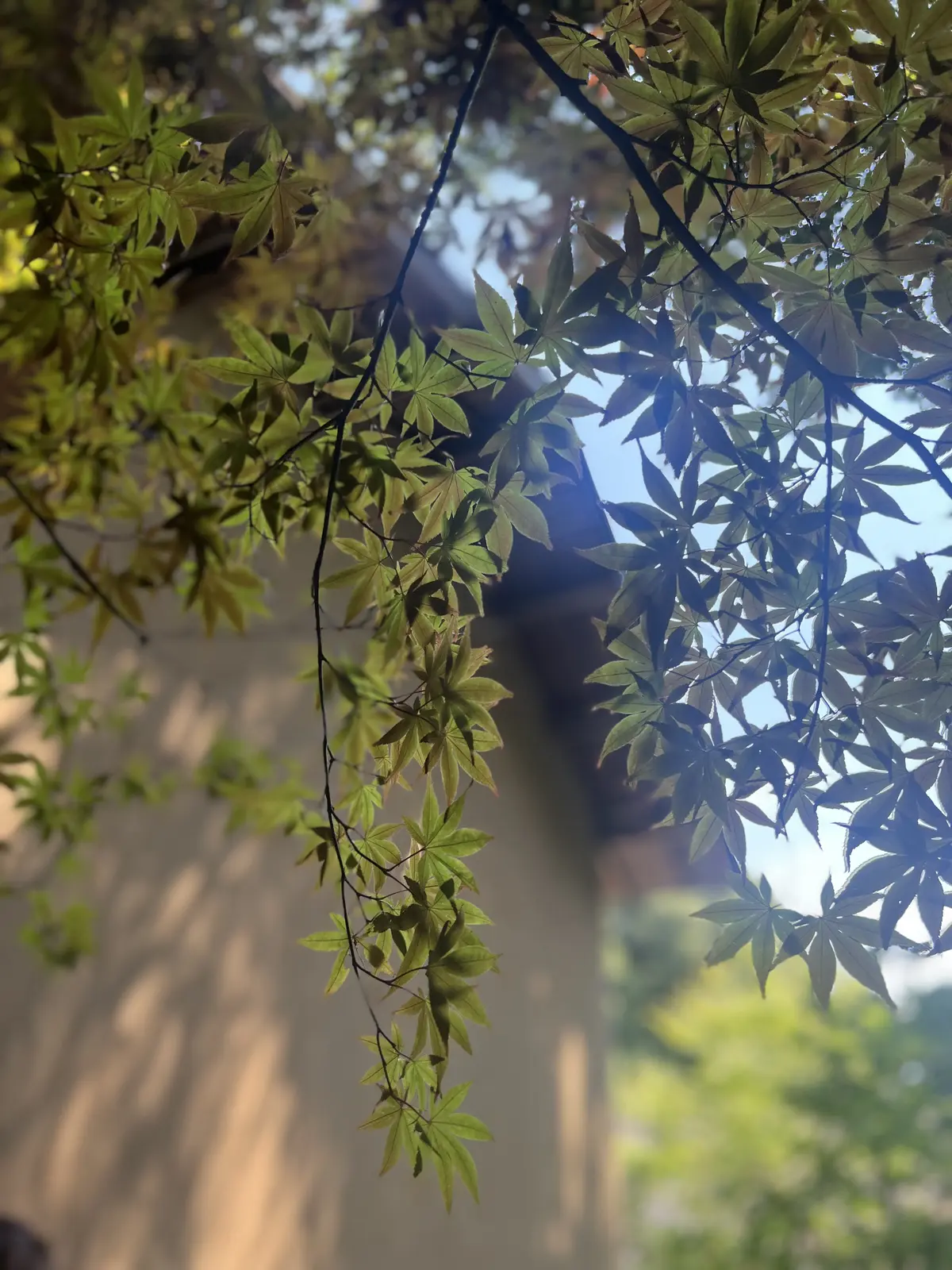 パラシュートパンツ@鎌倉大人の隠れ家♪の画像_14