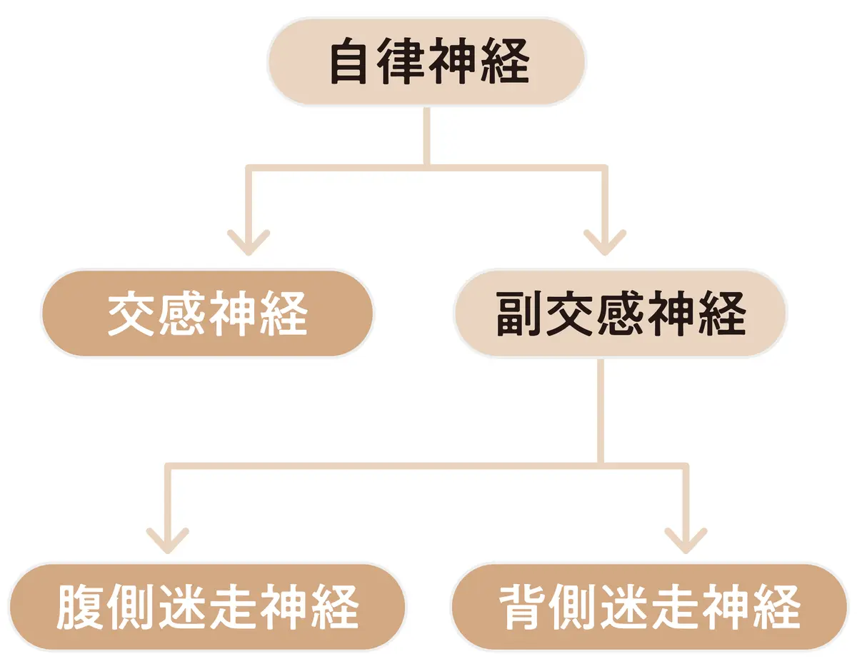 自律神経の仕組みと働き