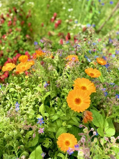 ハーブガーデンへいってきました～の画像_3