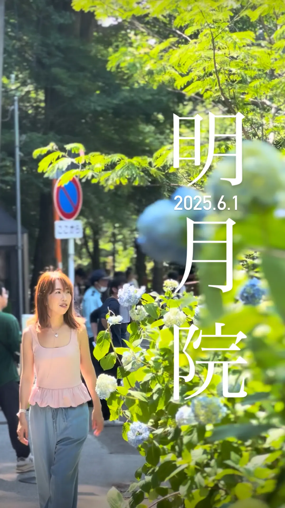 【鎌倉の紫陽花】2025.6.1撮影の画像_1