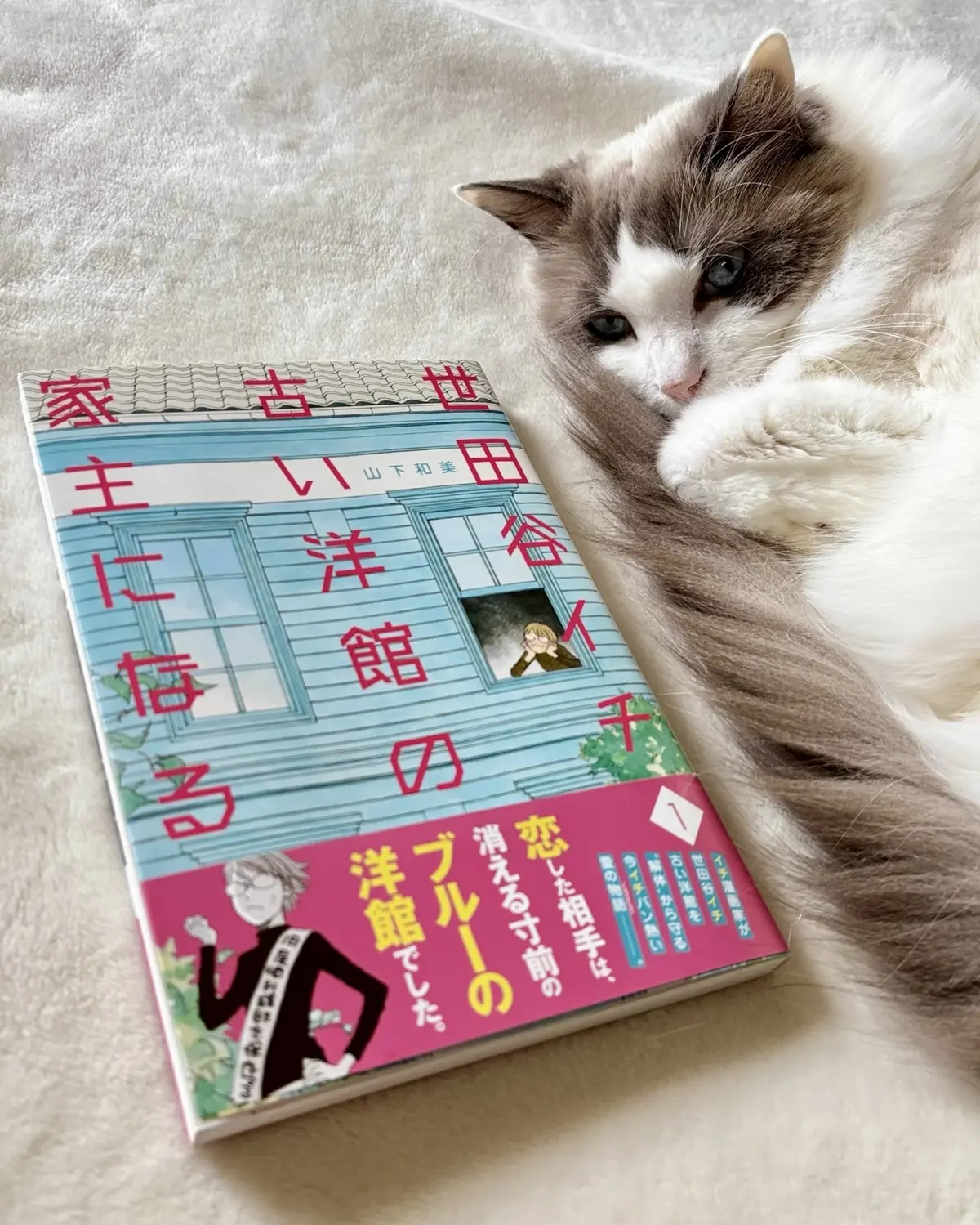 コミック「世田谷イチ古い洋館の家主になる」と猫（上の子）