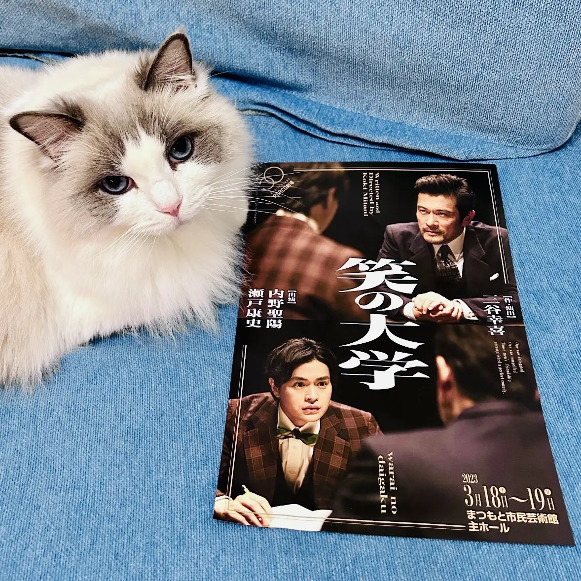 下の子（猫）と『笑の大学』チラシ