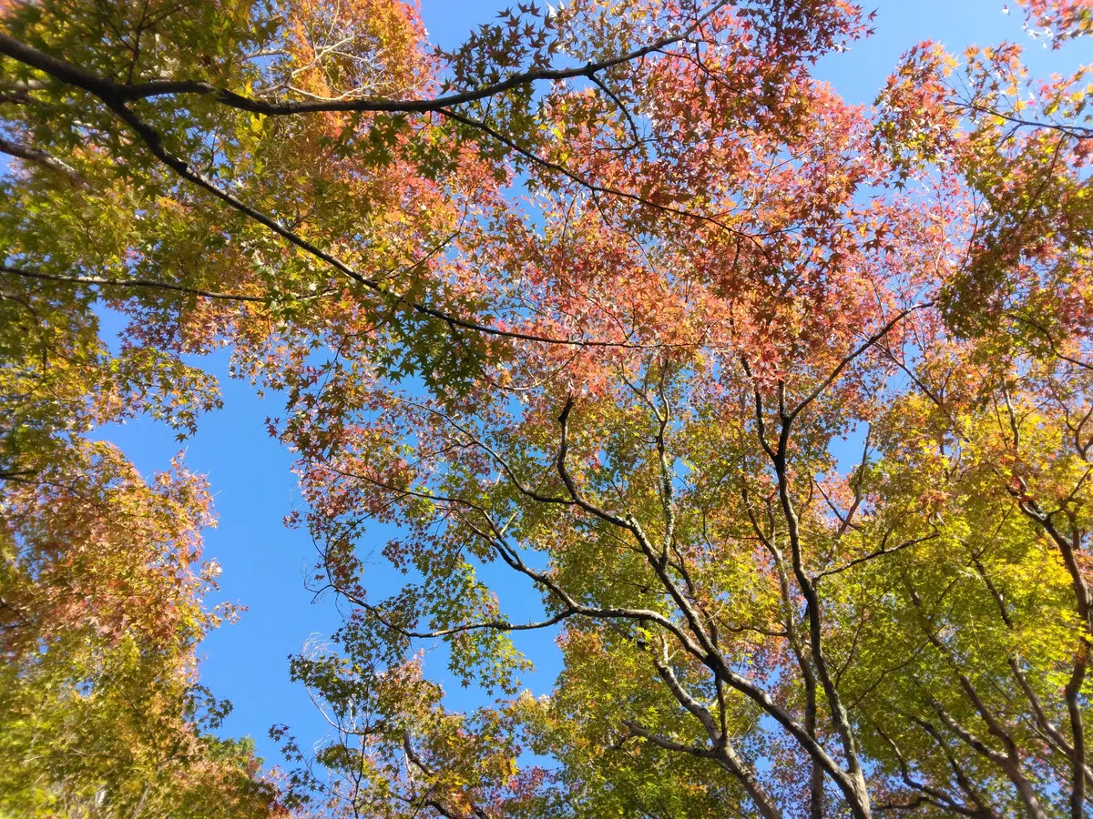 ◆セントレジスホテル大阪に宿泊◆と京都②の画像_6