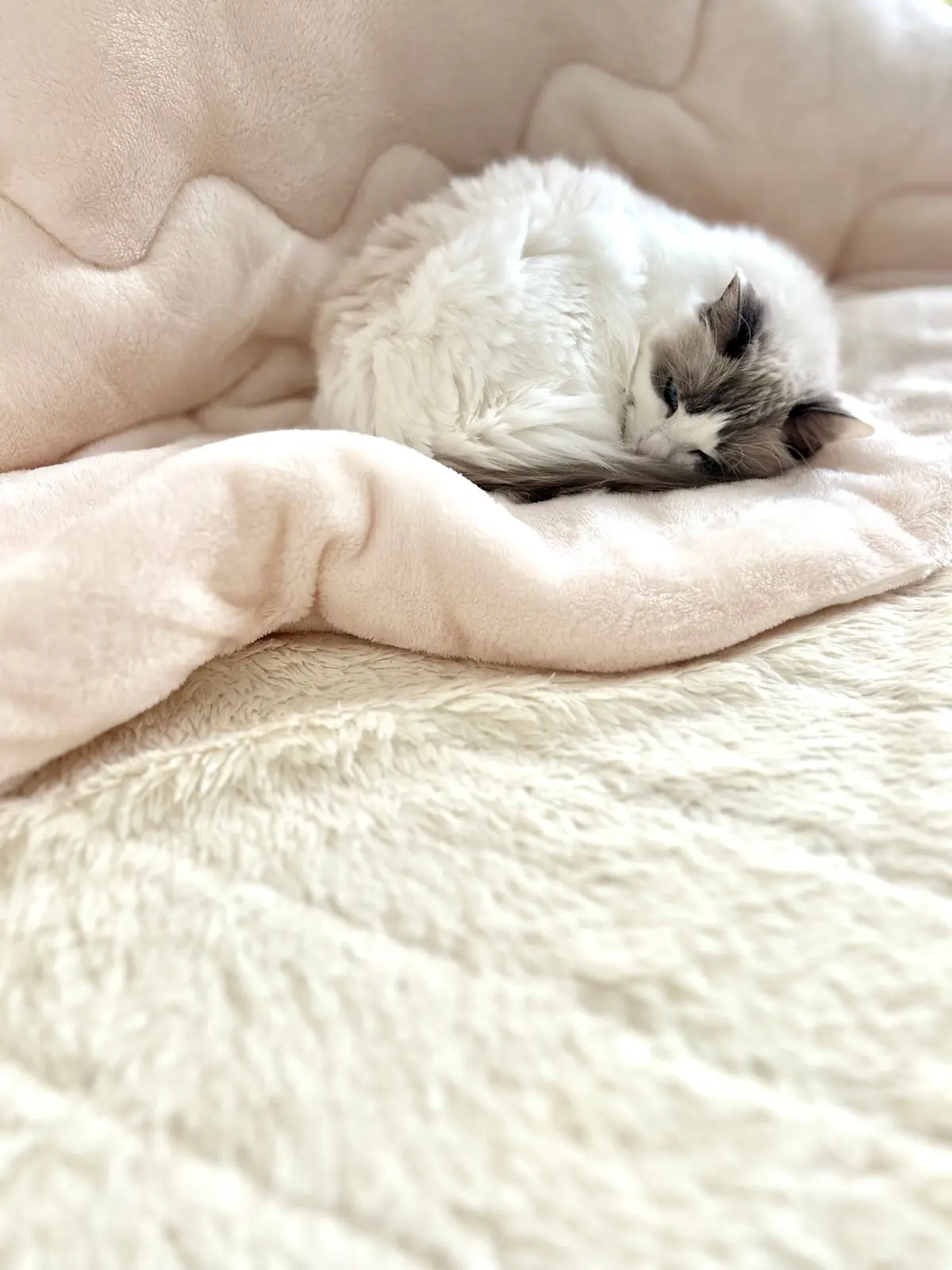 炬燵と猫（上の子?）