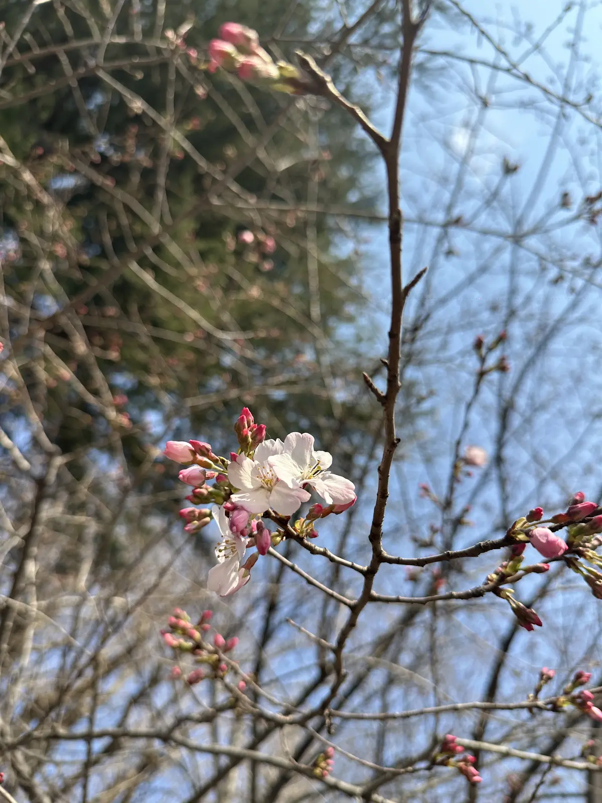 上野動物園前の桜