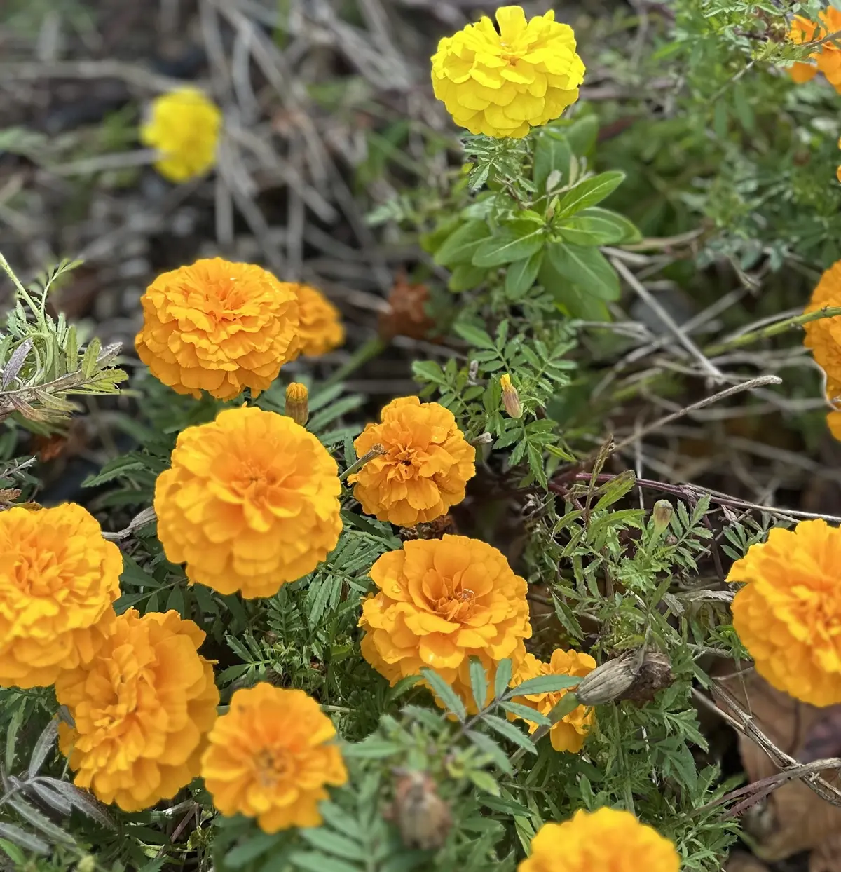 superflyのライブへ　ファッションの画像_7