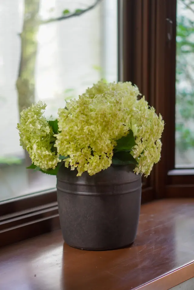 涼を呼ぶグリーンや花を部屋に♪の画像_2