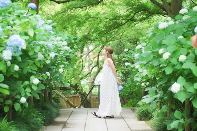 【鎌倉あじさい】明月院 &あじさいアフタの画像_4