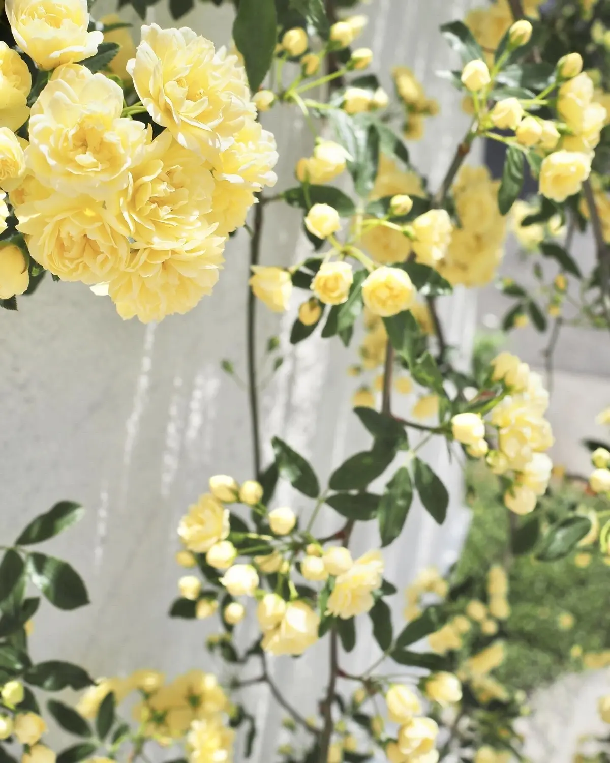 鎌倉便り。咲きました！木香薔薇で彩るインの画像_1