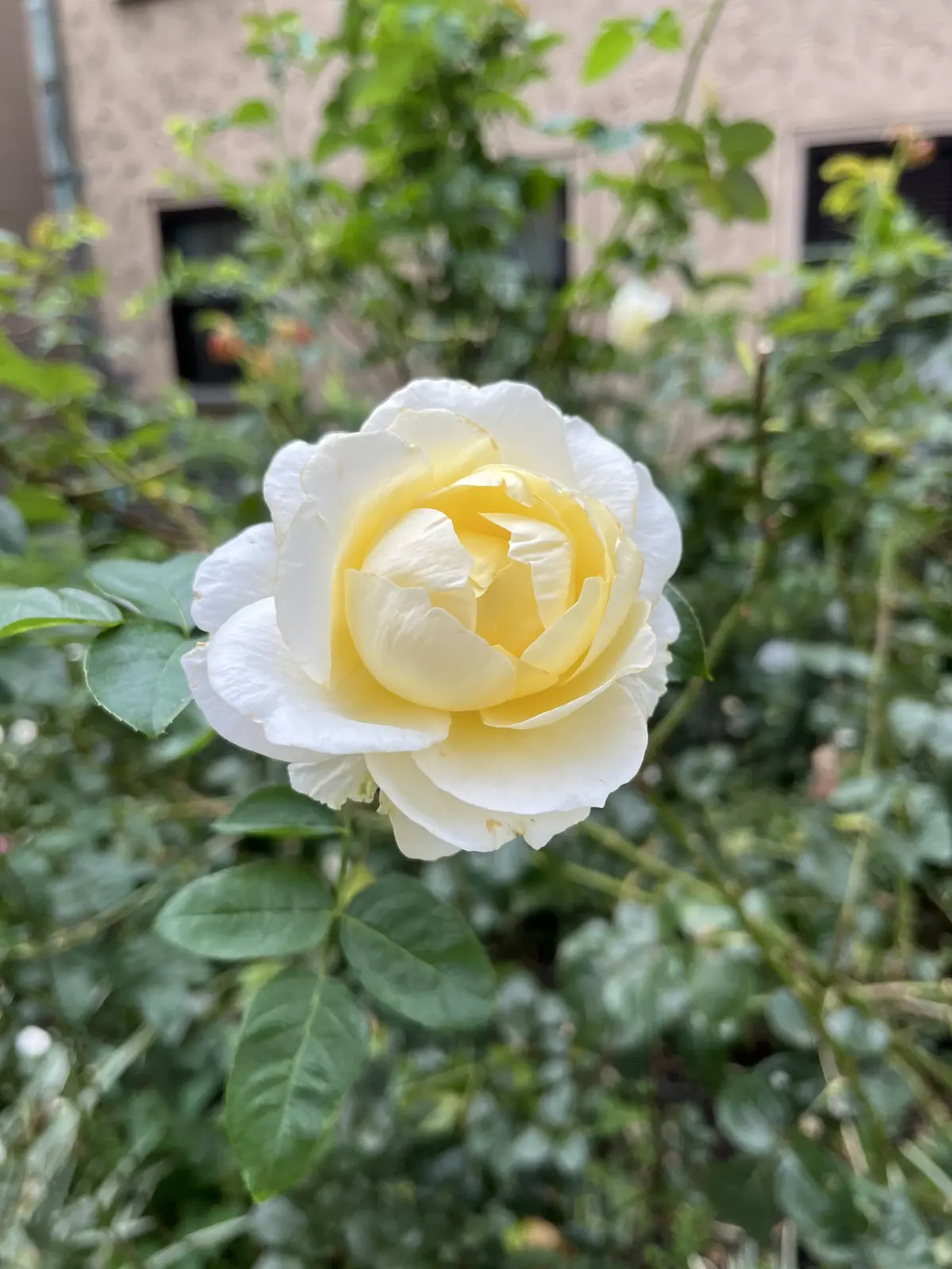 バラとアフタヌーンティーを楽しみにお気にの画像_6