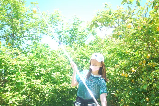 【さかぽんの冒険】海からの風香るレモン狩の画像_16