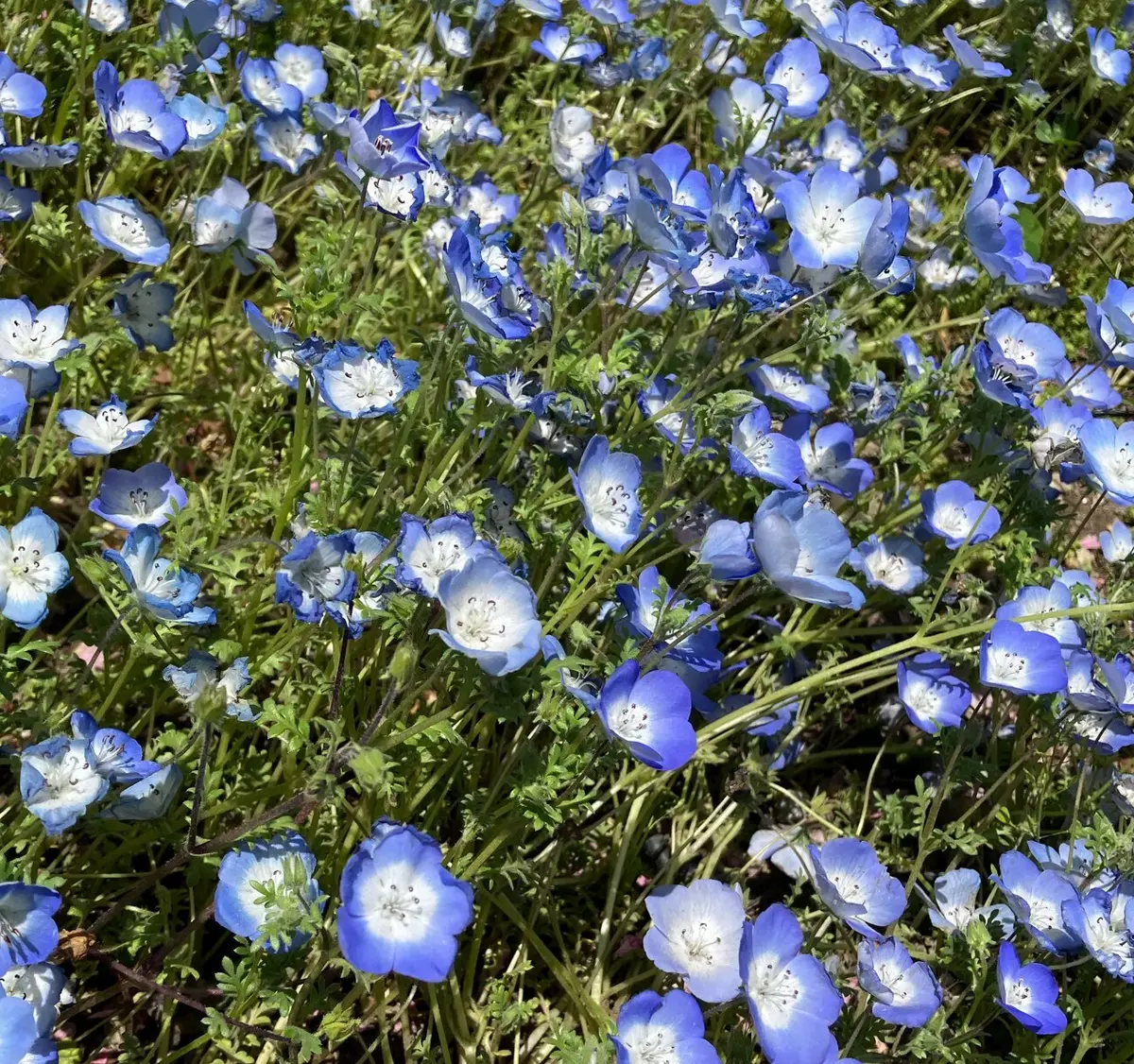 お花見　ネモフィラ　舎人公園　ネモフィラブルー　ネモフィラソフト　お散歩　白スニーカー　GU  ワンピース　都内お散歩　都内のネモフィラ　23区最大のネモフィラ　ブラックワンピース　五分袖ワンピース
