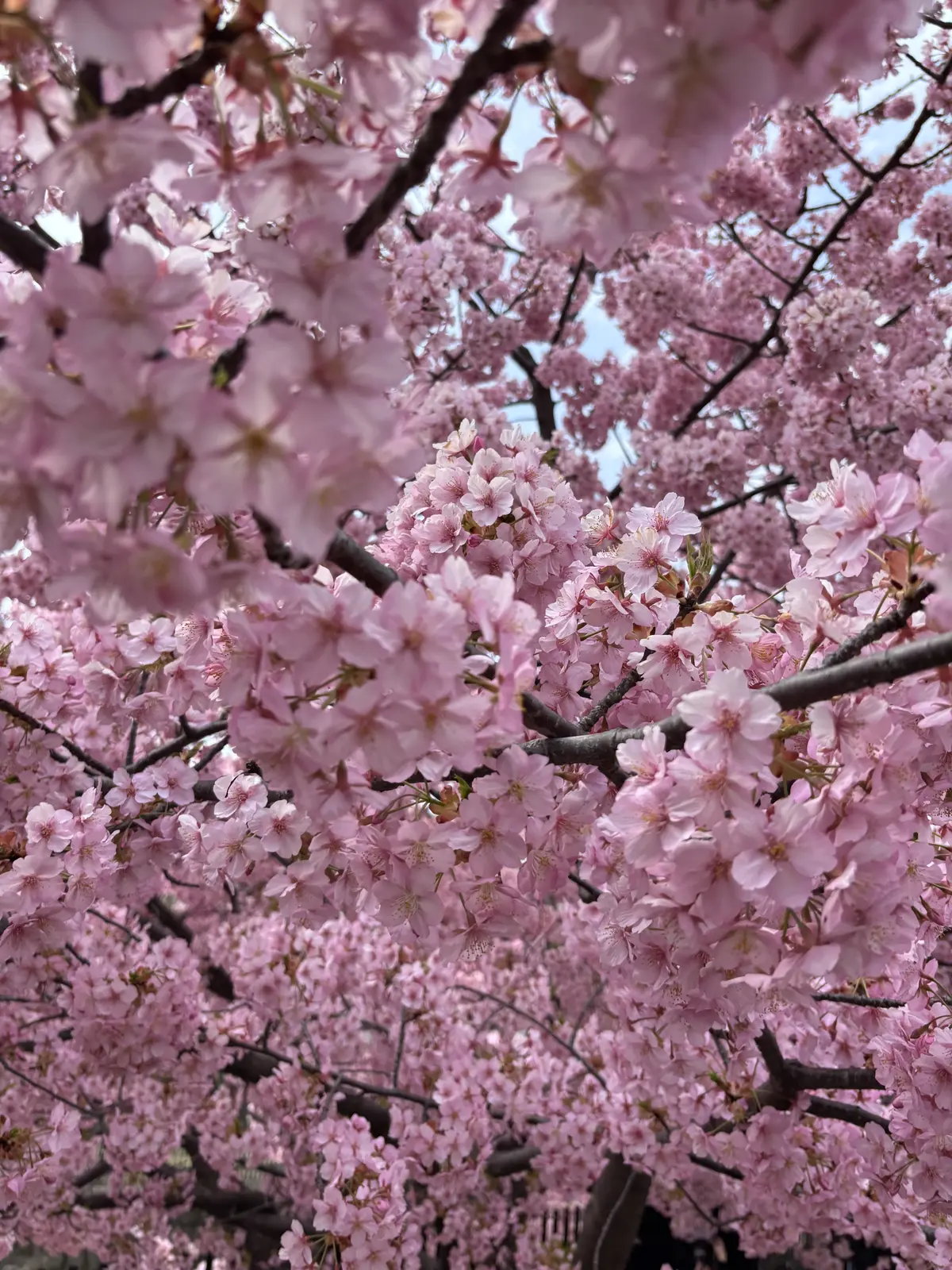 淀水路の河津桜――14年来の友と歩く、春の画像_2