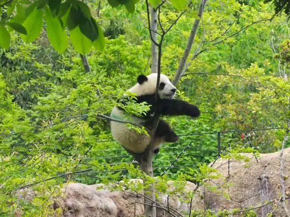 木の上のシャオシャオ