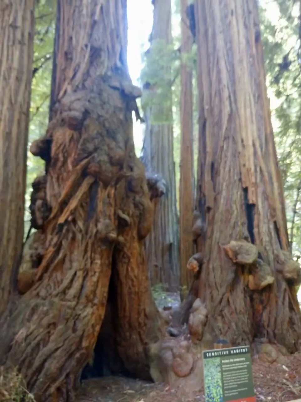 真夏の贅沢森林浴♡ミュアウッズ国定公園　の画像_5