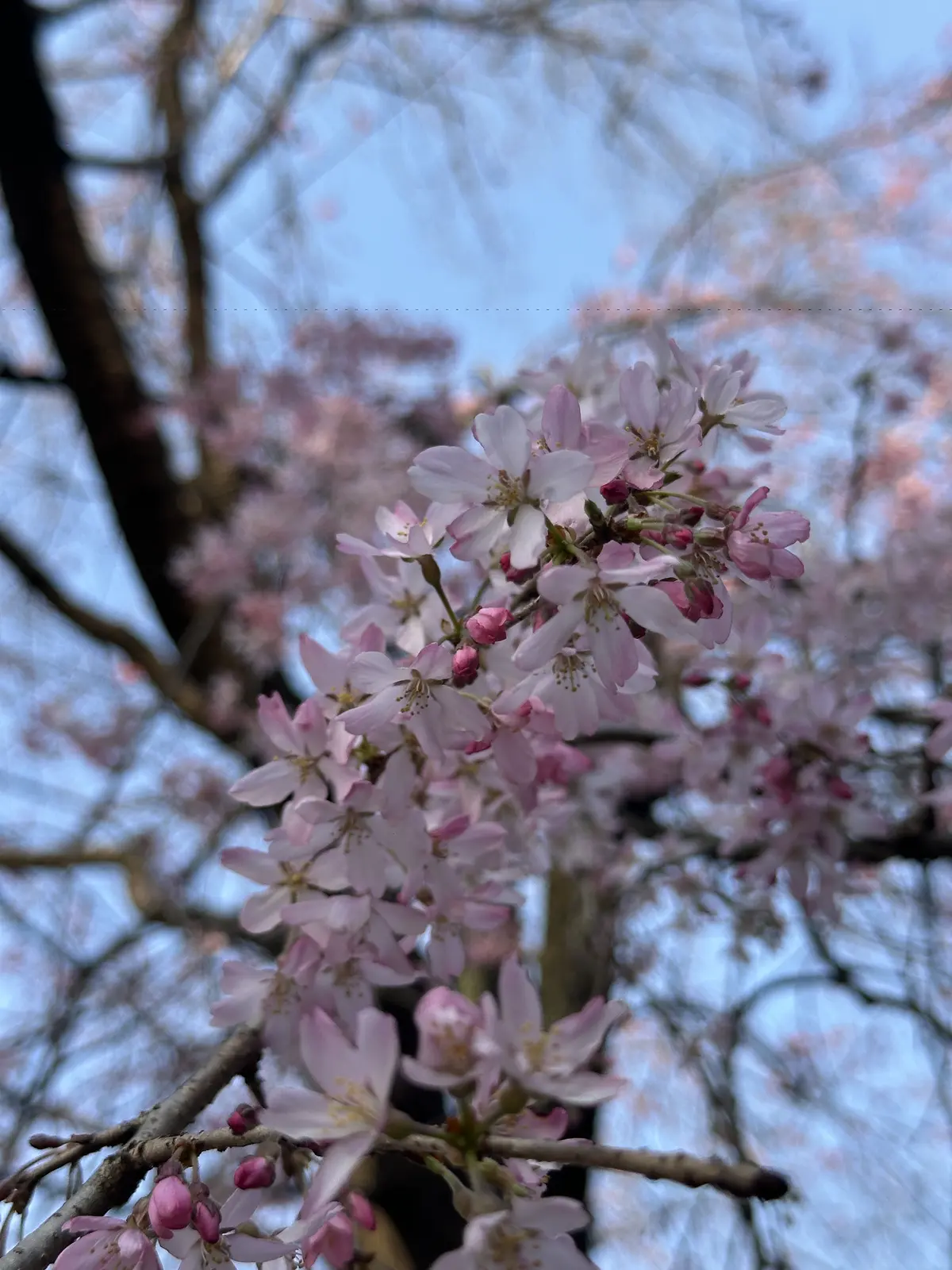 桜　お花見
