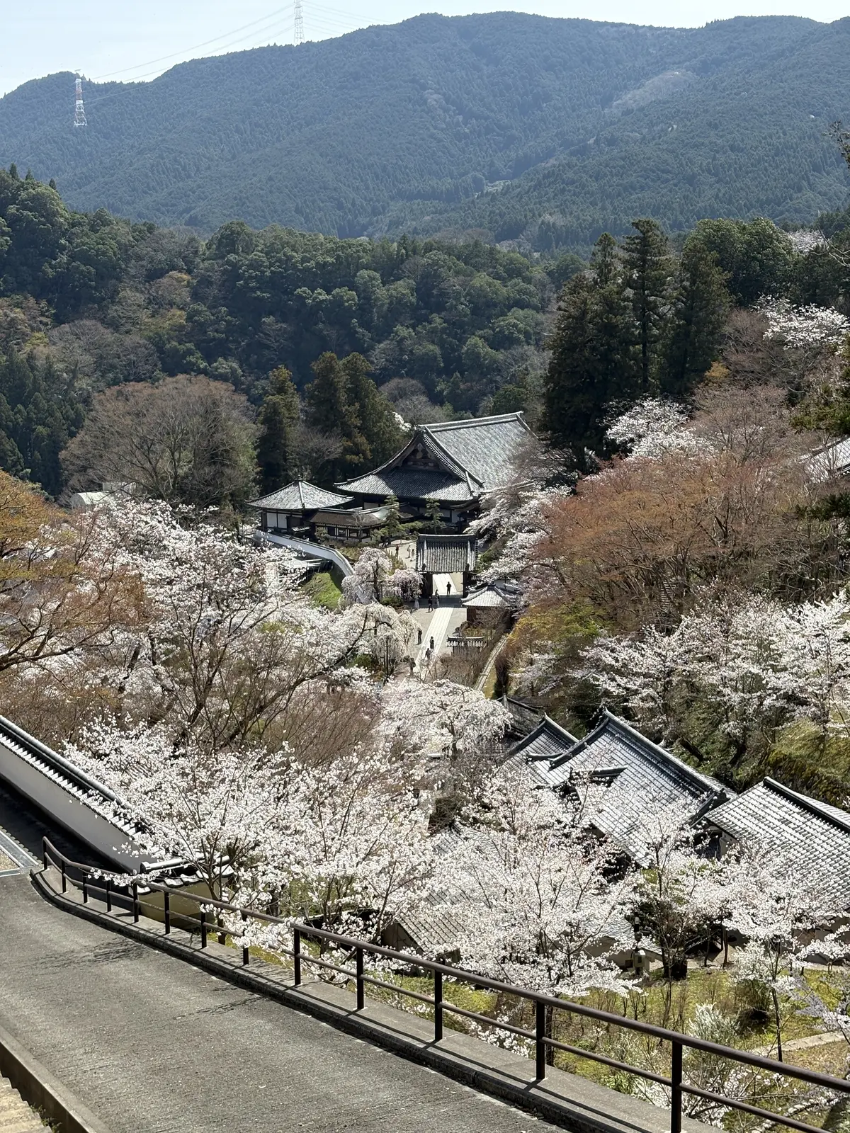 春の彩り、心に染みる長谷寺の桜の画像_7