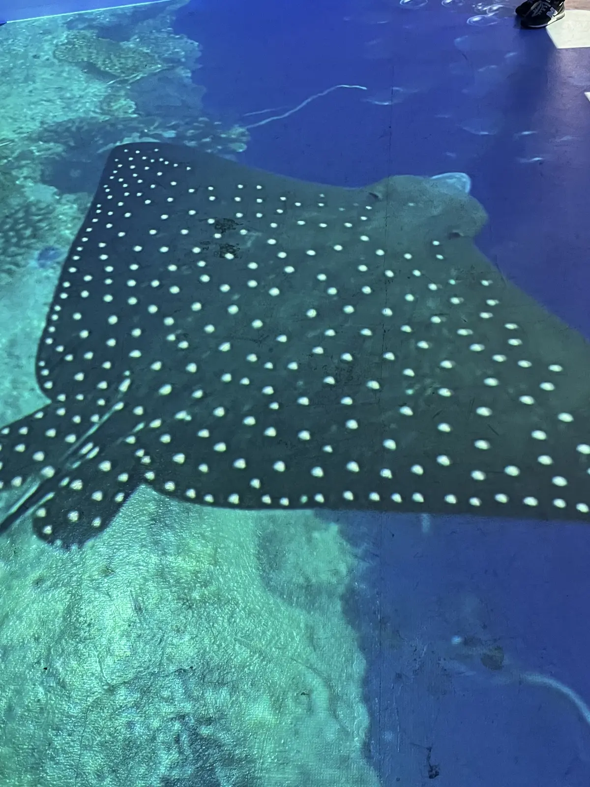 Hawaiianなアフタヌーンティーへの画像_10