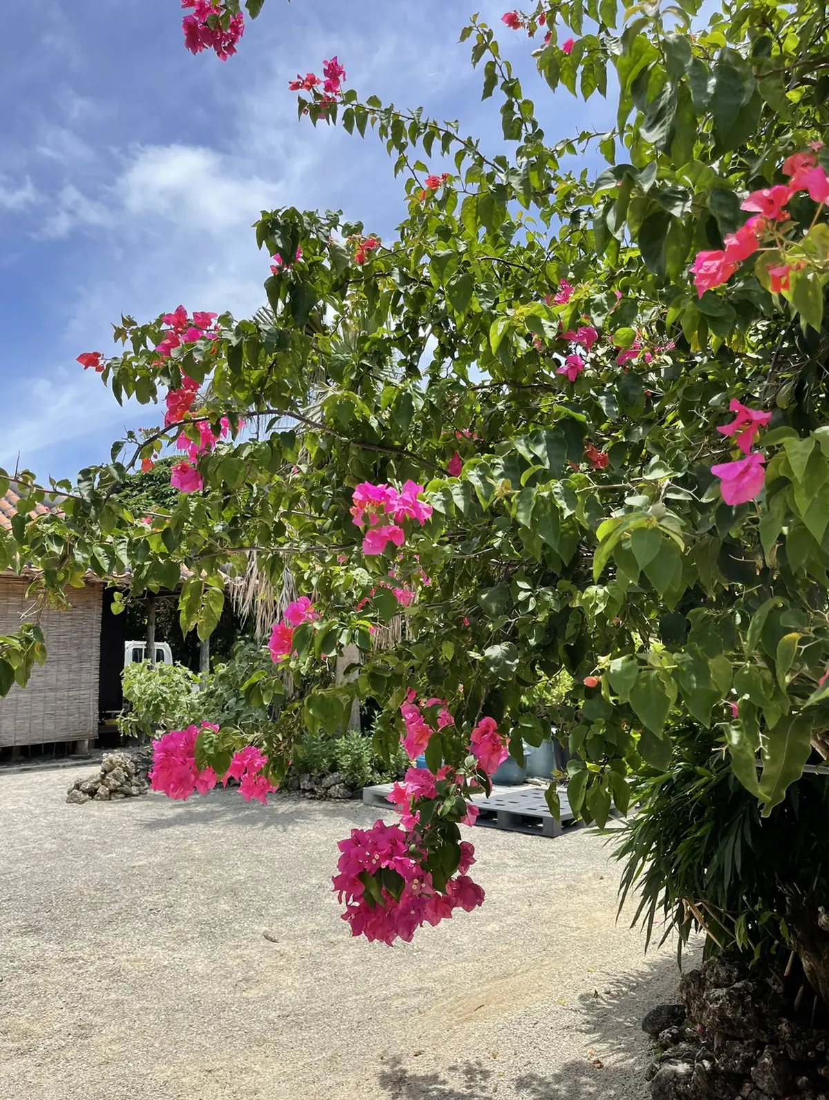 竹富島へショートトリップ　石垣島③の画像_5