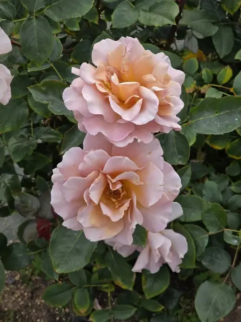 サンポート高松のレストランでお食事の画像_7