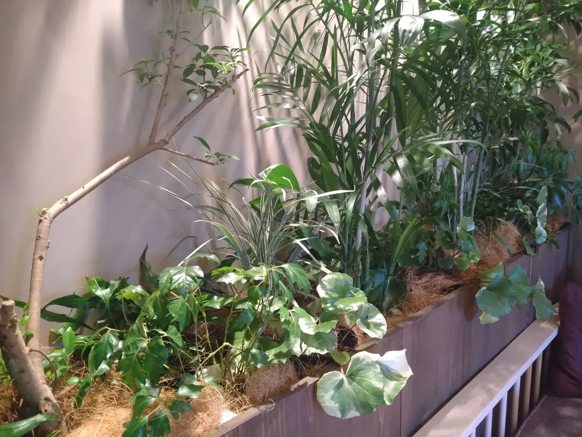 極上リトリート  〜ふふ軽井沢　陽光の風の画像_9