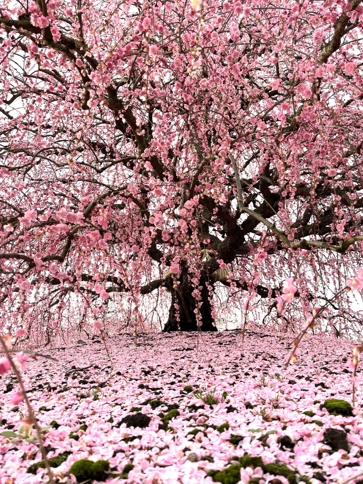 梅の花に圧巻。鈴鹿の森庭園。の画像_5
