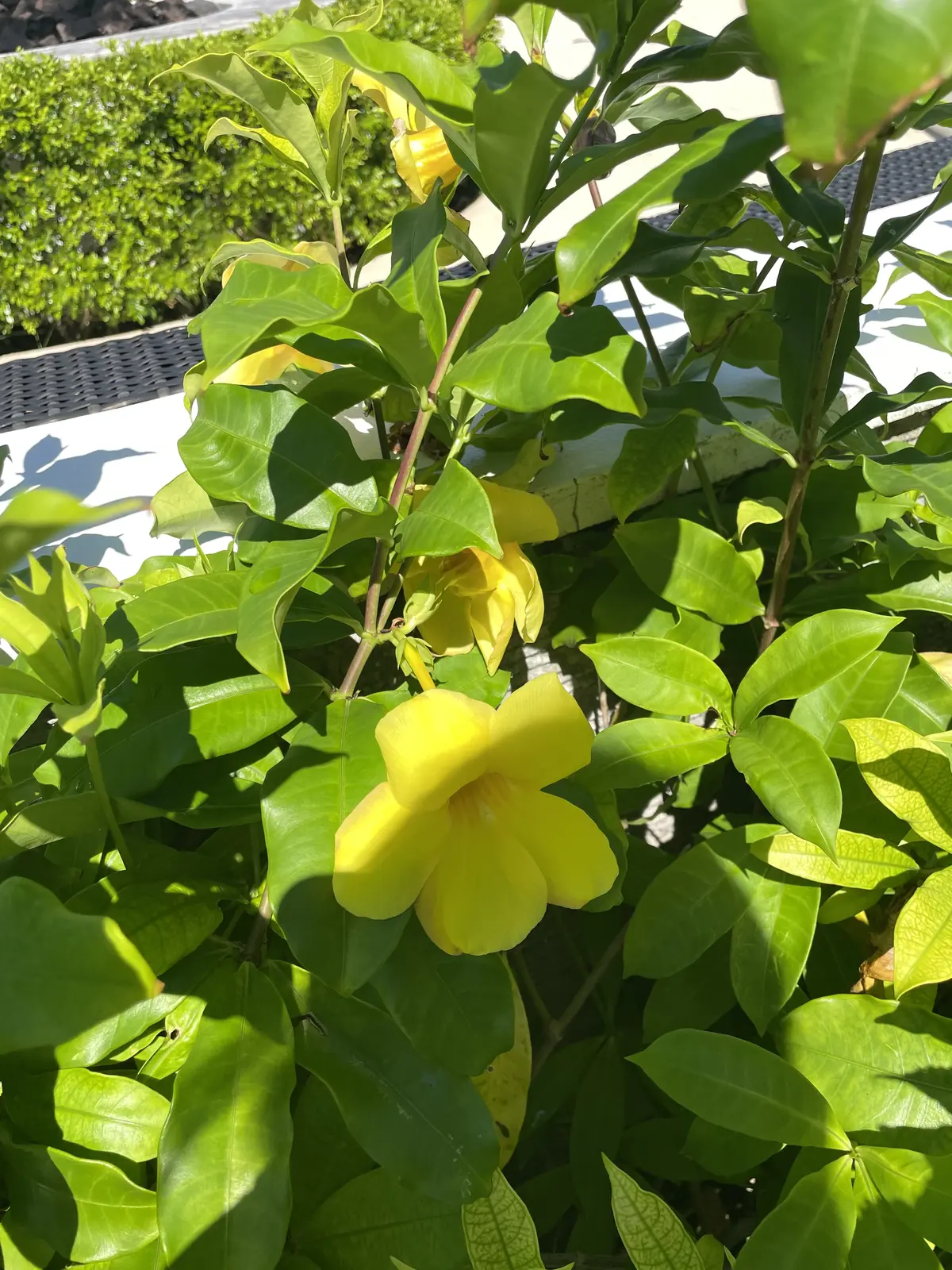 10年後の自分を思い浮かべたことはありまの画像_8