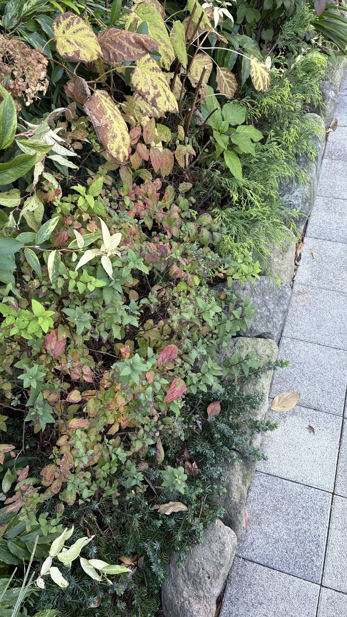 ウォーキング　朝活　歩くこと