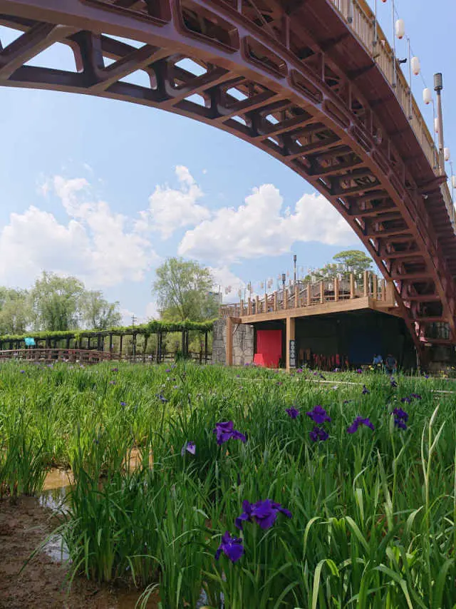 あやめ祭りへの画像_5